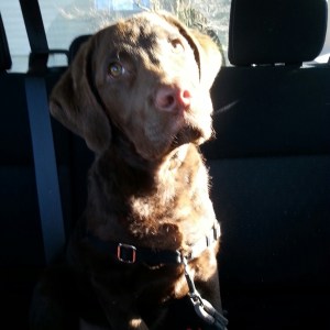 IMG_20150129_121058_resized