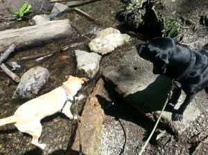 20150515_132615_resized