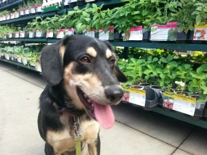 20150622_154959_resized